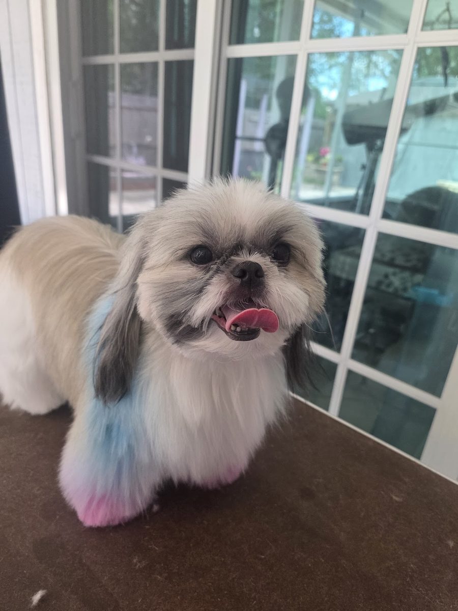 A Shih Tzu finished with pet safe pastel colour on the chest and paws