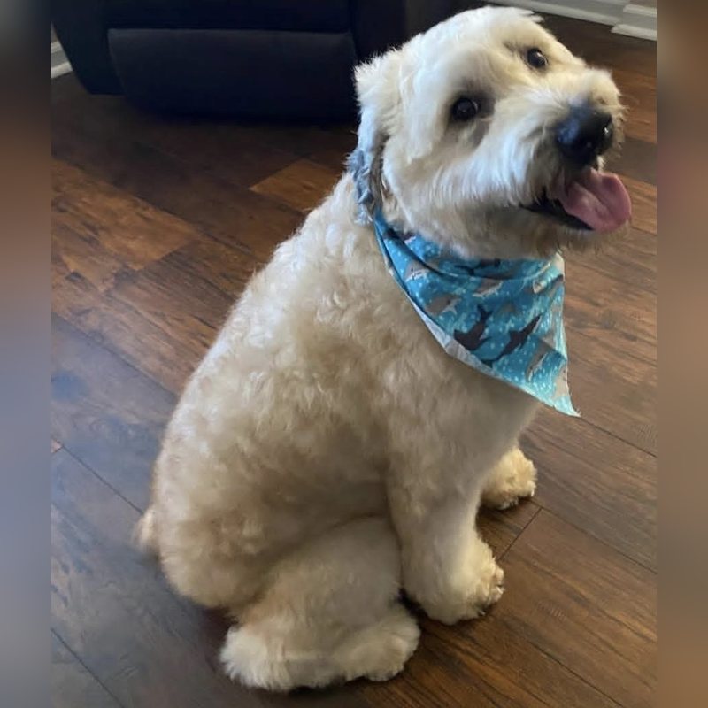 Un perro blanco esponjoso con un pañuelo azul después de su peluquería