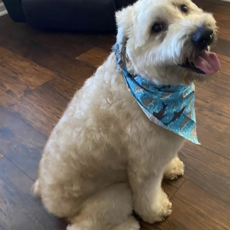 A fluffy white dog in a blue bandana after its groom
