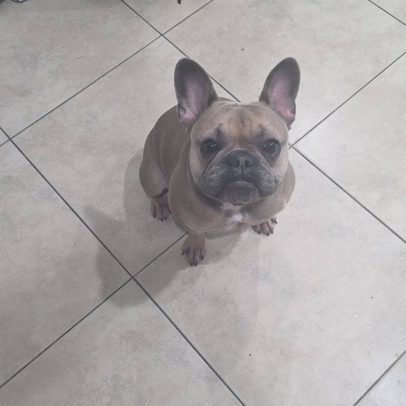Un Bulldog francés después de un baño y arreglo
