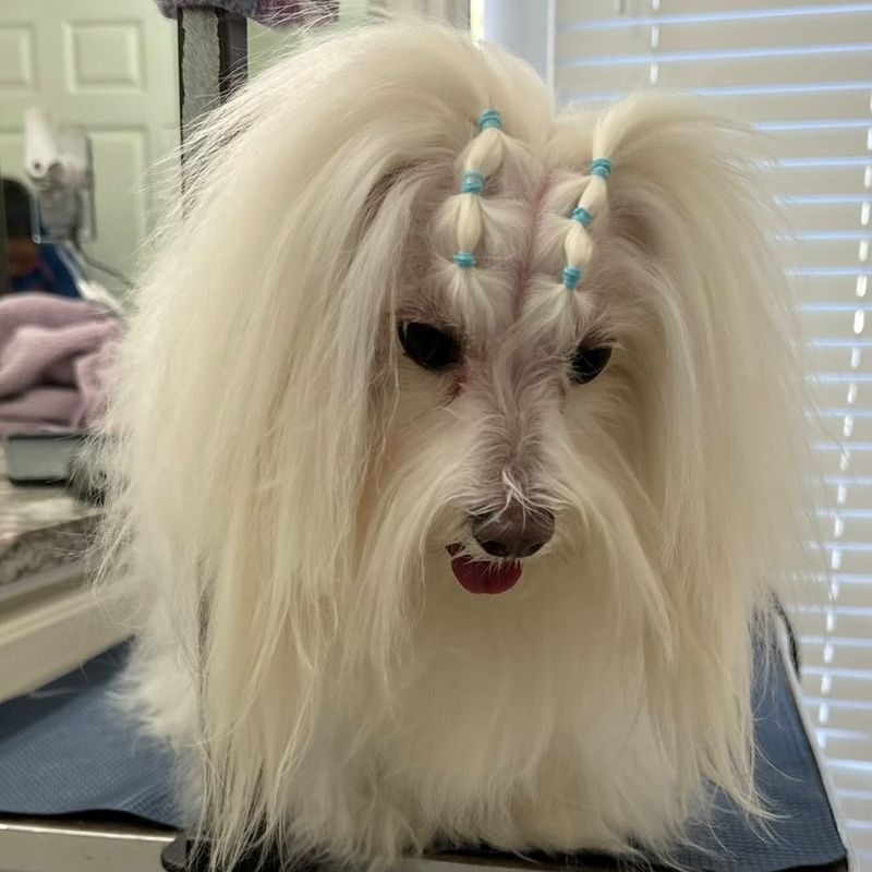 A long coated white dog with blue topknot bands