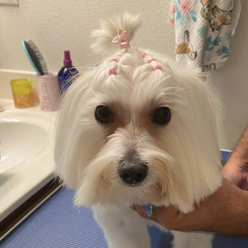 A long coated white dog finished with pink topknot bands