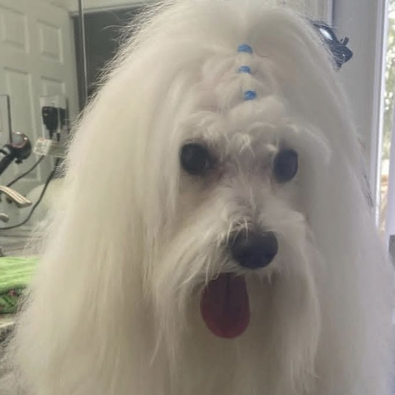 A long coated white dog with a blue banded topknot