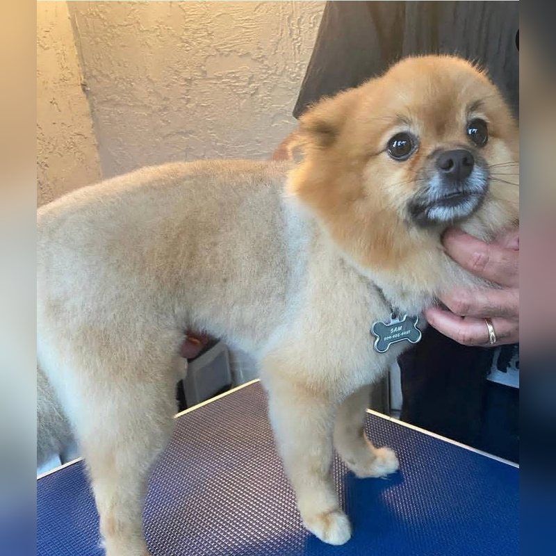 Un Pomerania con un corte corto y parejo sobre la mesa de peluquería
