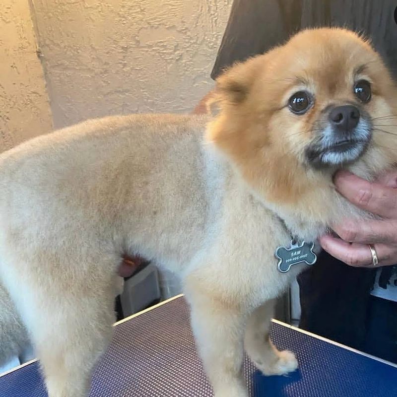 A Pomeranian with a short, even trim on the grooming table