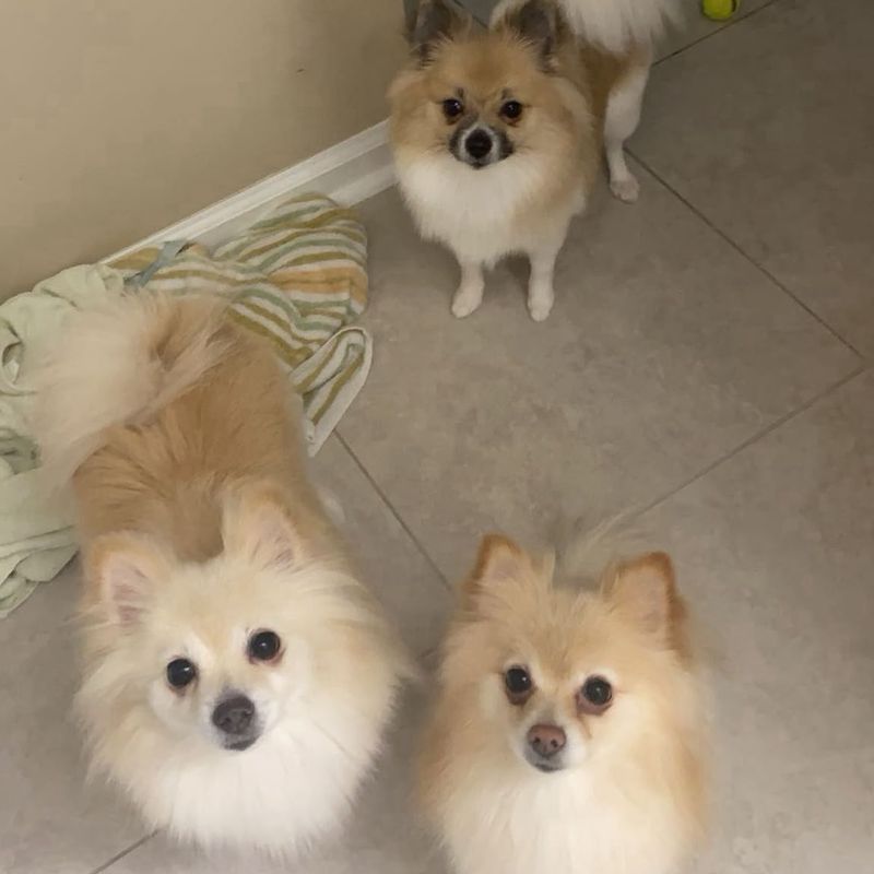 Three freshly groomed Pomeranians at home