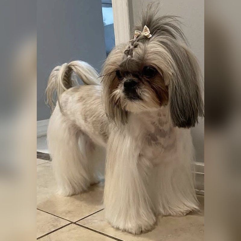 Una Shih Tzu de pelo largo con un lazo en el copete