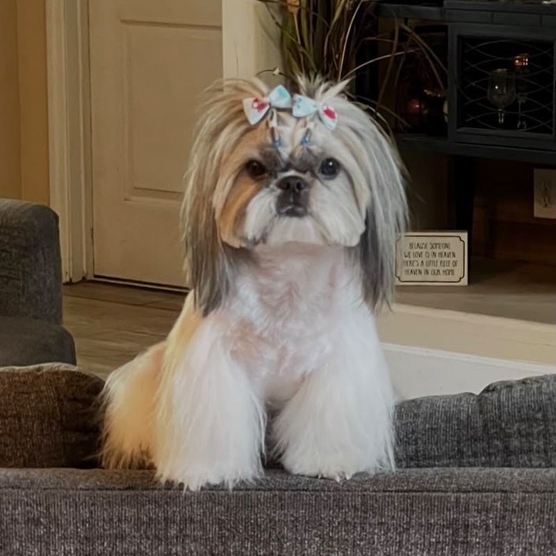 A Shih Tzu with a fresh face trim and two bows in its topknot