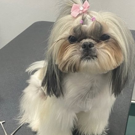 Una Shih Tzu con un lazo rosado sentada sobre la mesa de peluquería