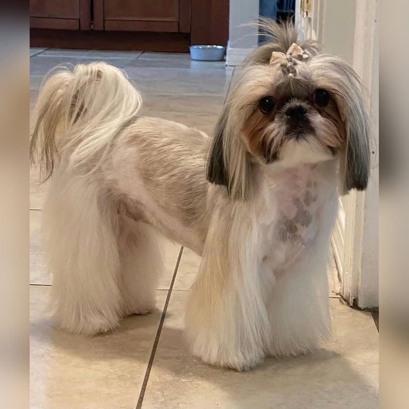 Una Shih Tzu de pelo largo y sedoso con un lazo, de pie sobre un piso de baldosas