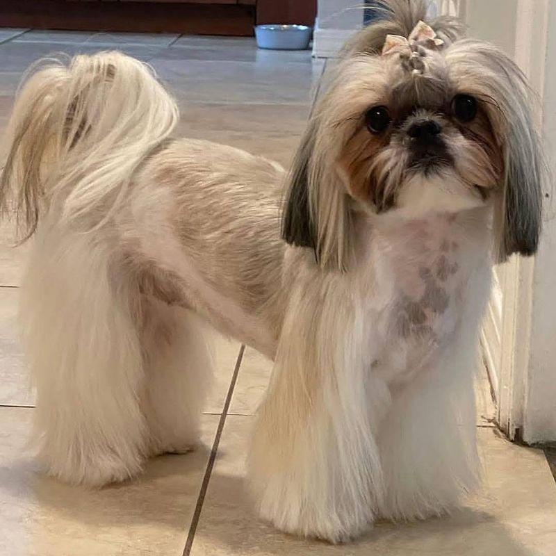 A Shih Tzu with a long, silky coat and a bow, standing on a tile floor