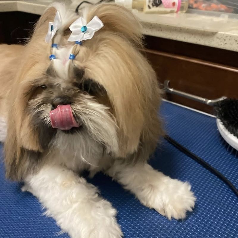 A Shih Tzu with a white bow topknot relaxing on the grooming table