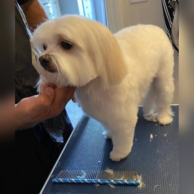 Un perro blanco con un corte redondeado estilo osito sobre la mesa de peluquería