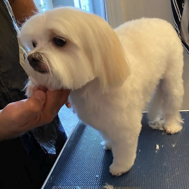 A white dog with a rounded teddy style trim on the grooming table