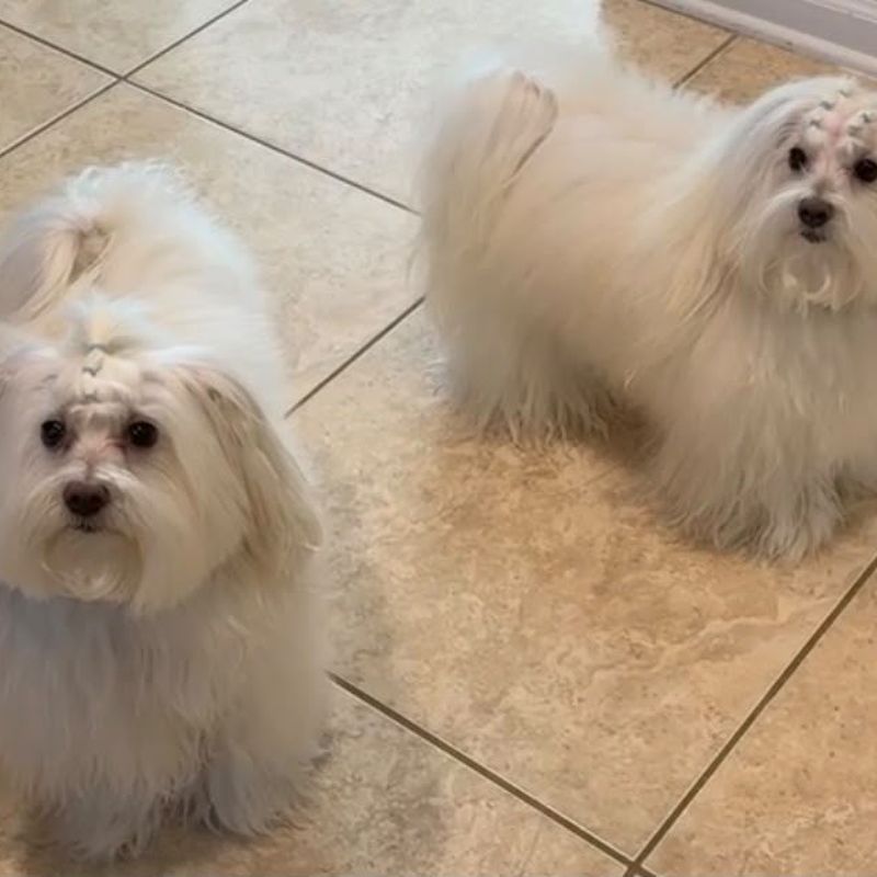 Dos perros blancos pequeños después de su peluquería