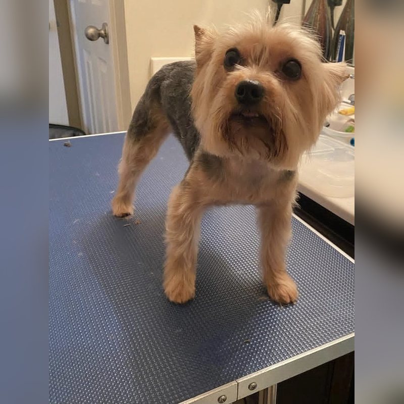 Un Yorkshire Terrier de pie sobre la mesa de peluquería después de un corte