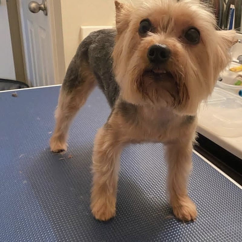 A Yorkshire Terrier standing on the grooming table after a trim