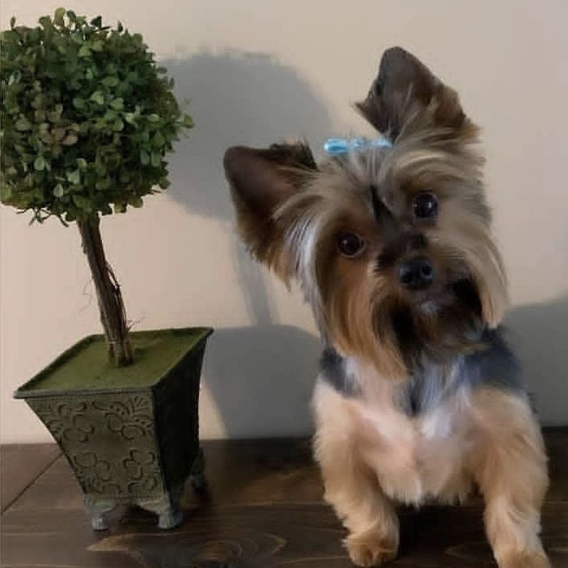 A Yorkshire Terrier with a blue bow sitting beside a potted topiary