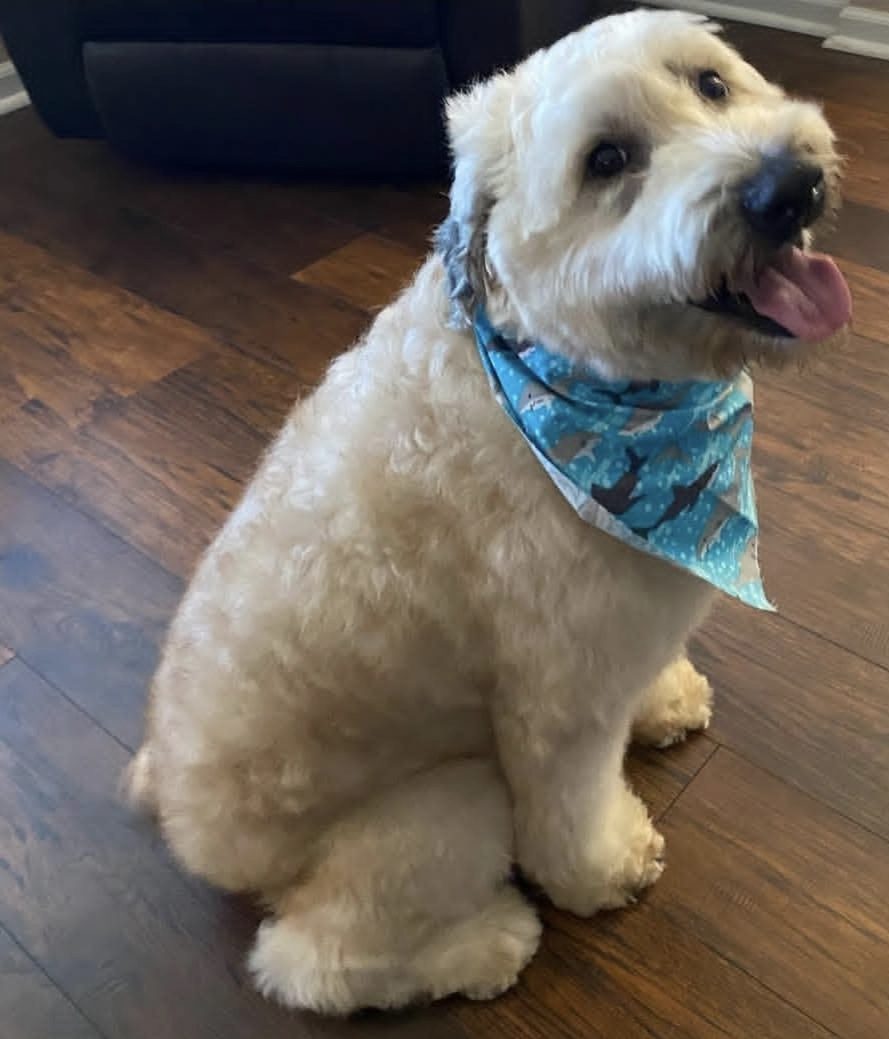 Un perro blanco esponjoso con un pañuelo azul después de su baño y cepillado