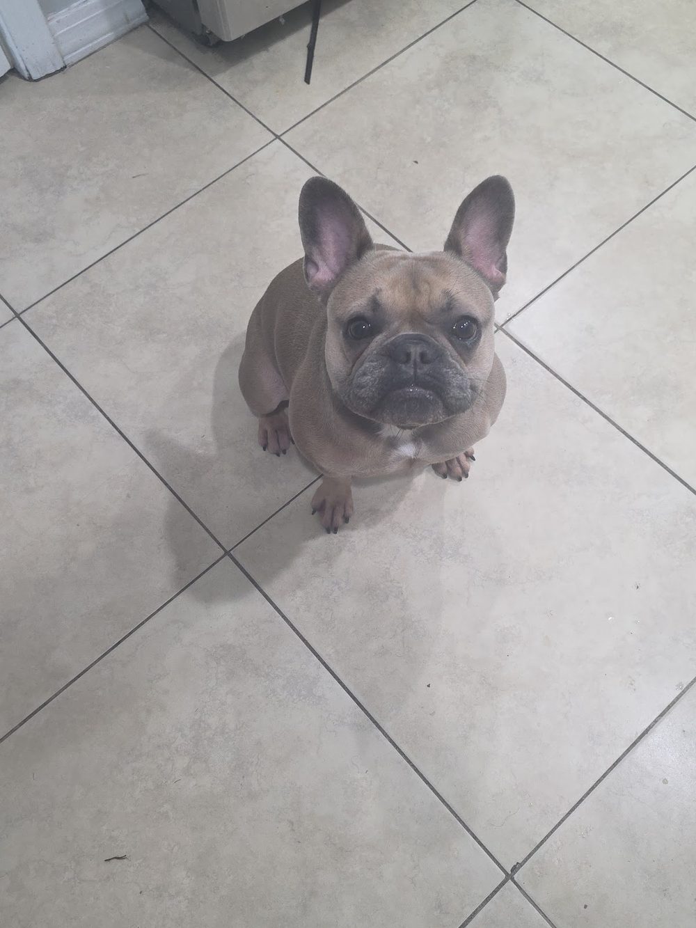 Un Bulldog francés después de un baño y arreglo