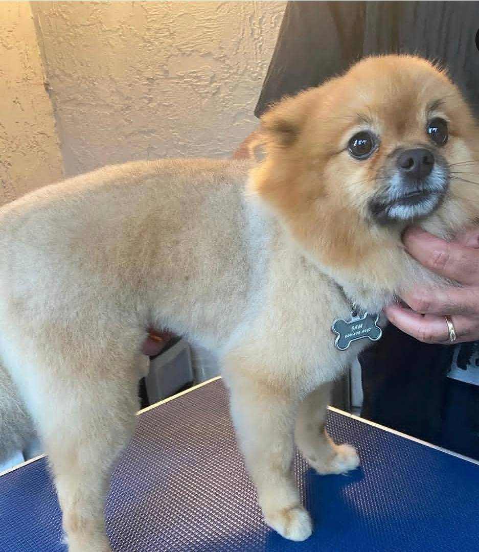 Un Pomerania de pelo corto y parejo sobre la mesa de peluquería