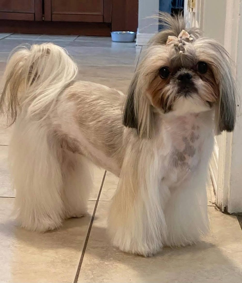Una Shih Tzu de pelo largo y sedoso de pie sobre un piso de baldosas después de su peluquería