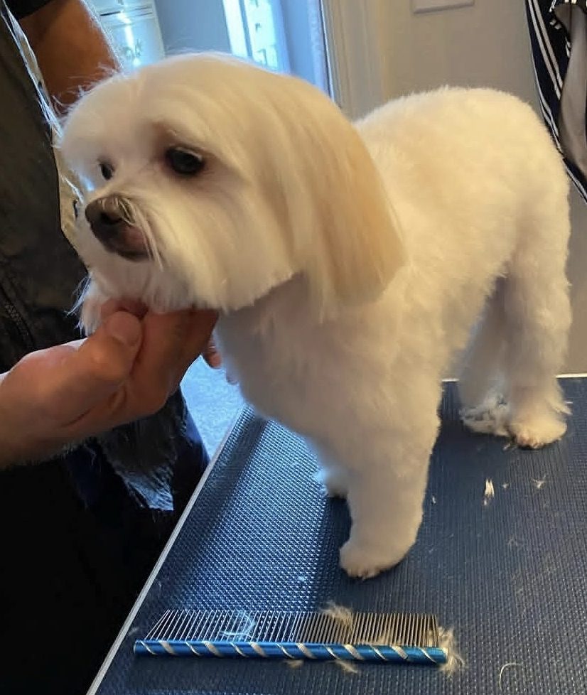 Un perro blanco con un corte redondeado estilo osito sobre la mesa de peluquería