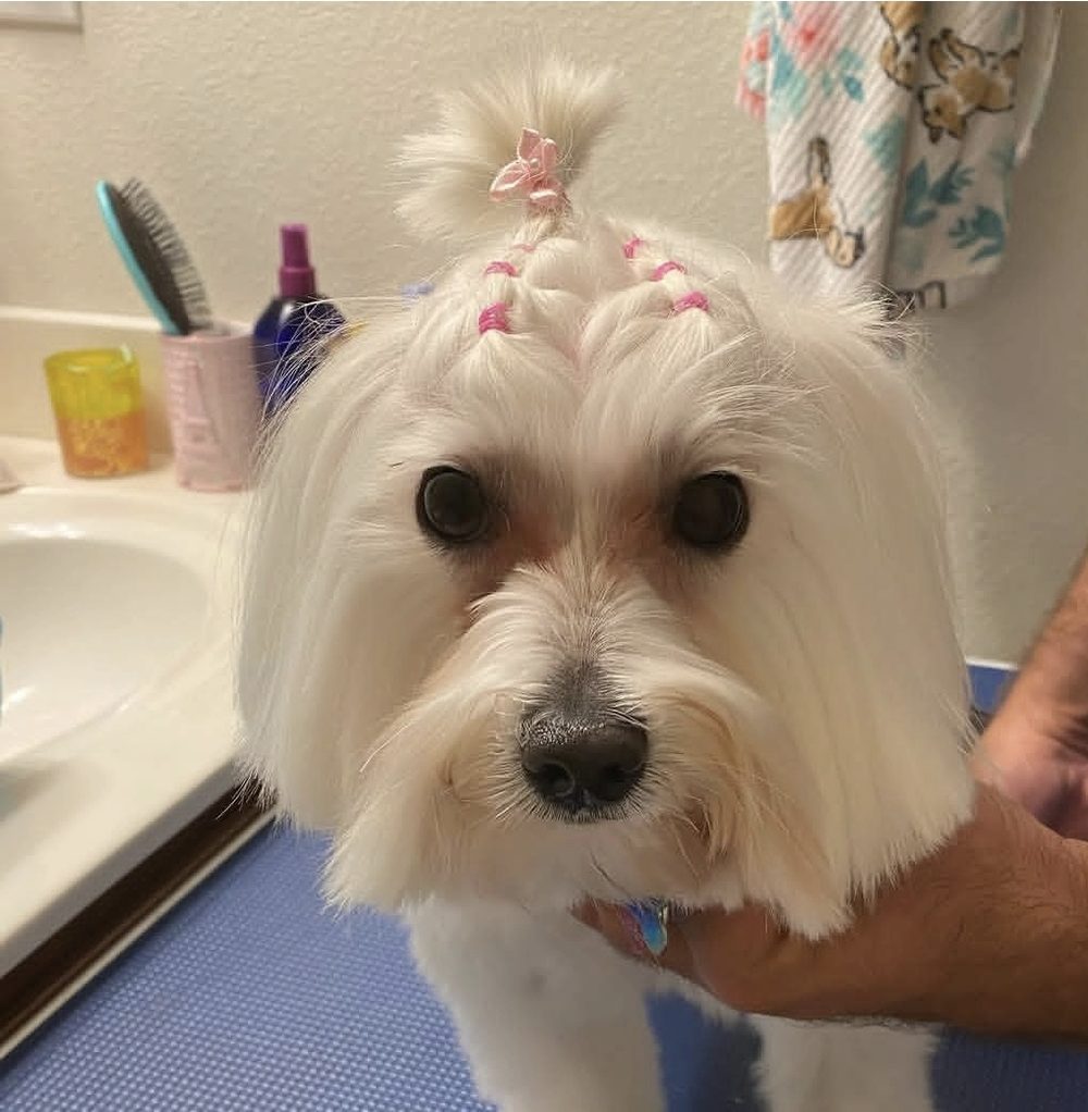 Un perro blanco de pelo largo cepillado y terminado con ligas rosadas en el copete