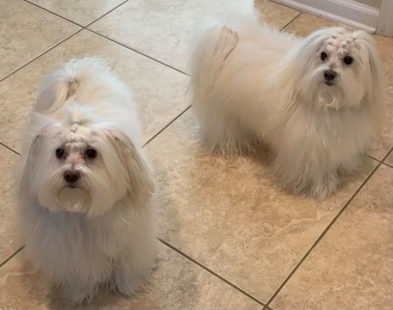 Dos perros blancos pequeños después de su peluquería