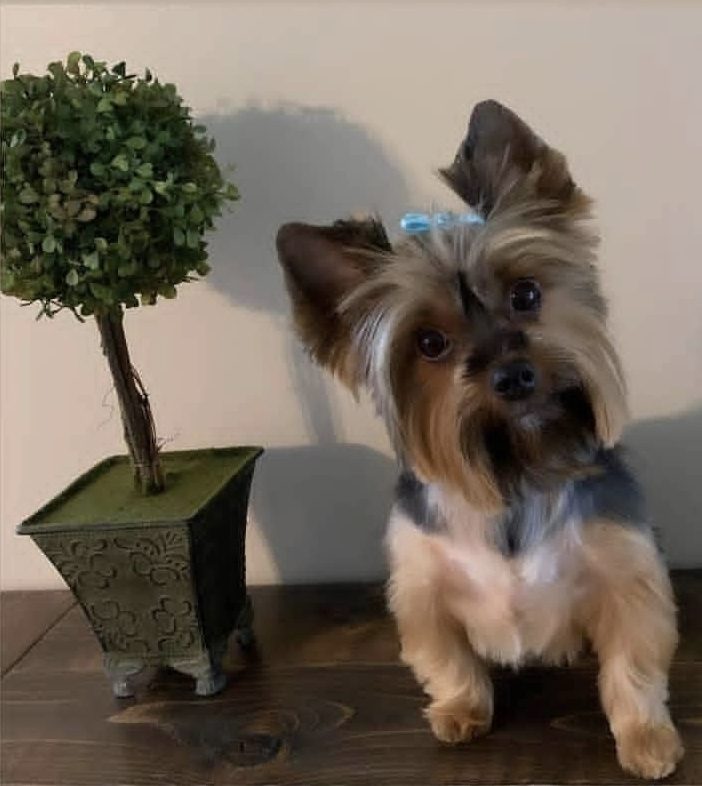 Un Yorkshire Terrier con un lazo azul sentado junto a una planta recortada