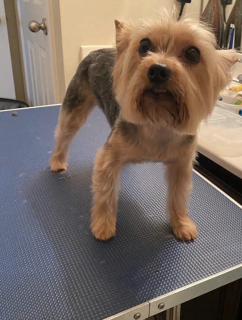 Un Yorkshire Terrier de pie sobre la mesa de peluquería después de un arreglo