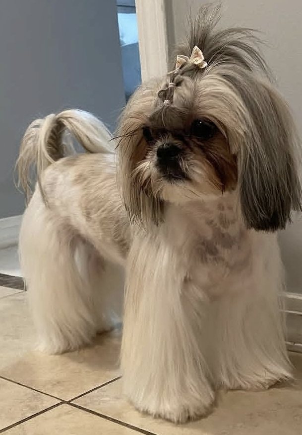 Una Shih Tzu de pelo largo con un moño en el copete después de su peluquería