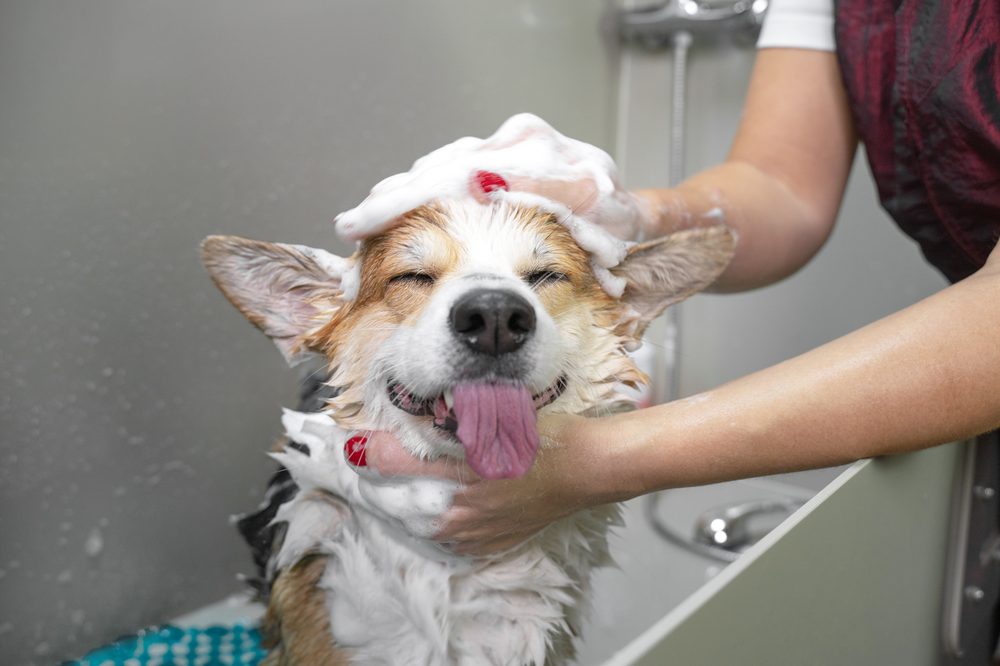Um cão feliz com um topete de espuma durante o banho