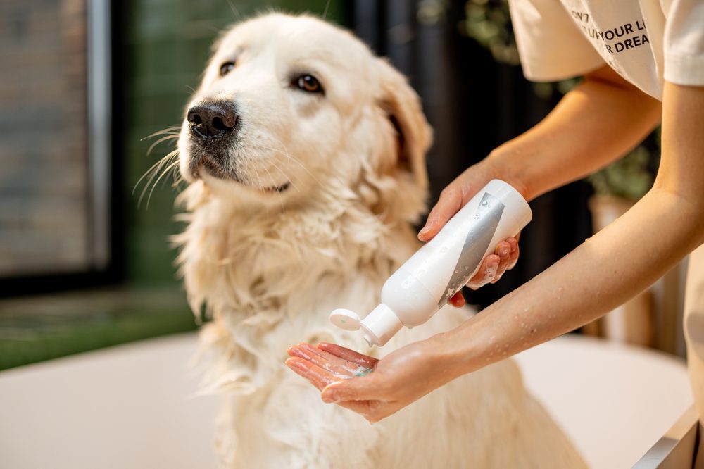 Um Golden Retriever sendo ensaboado com xampu premium
