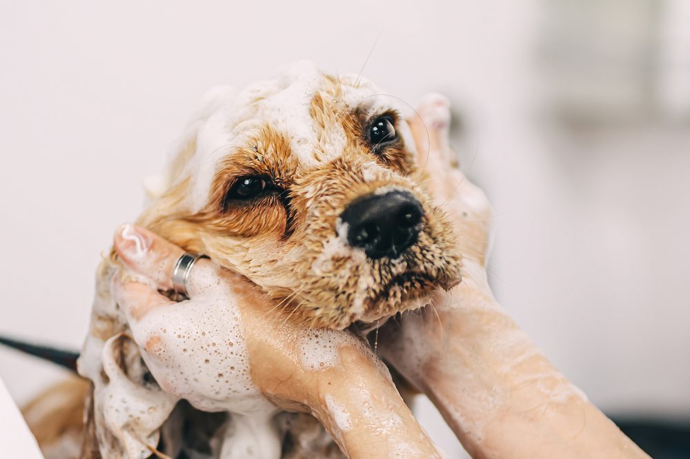 Um facial com espuma que não irrita os olhos em um cão pequeno