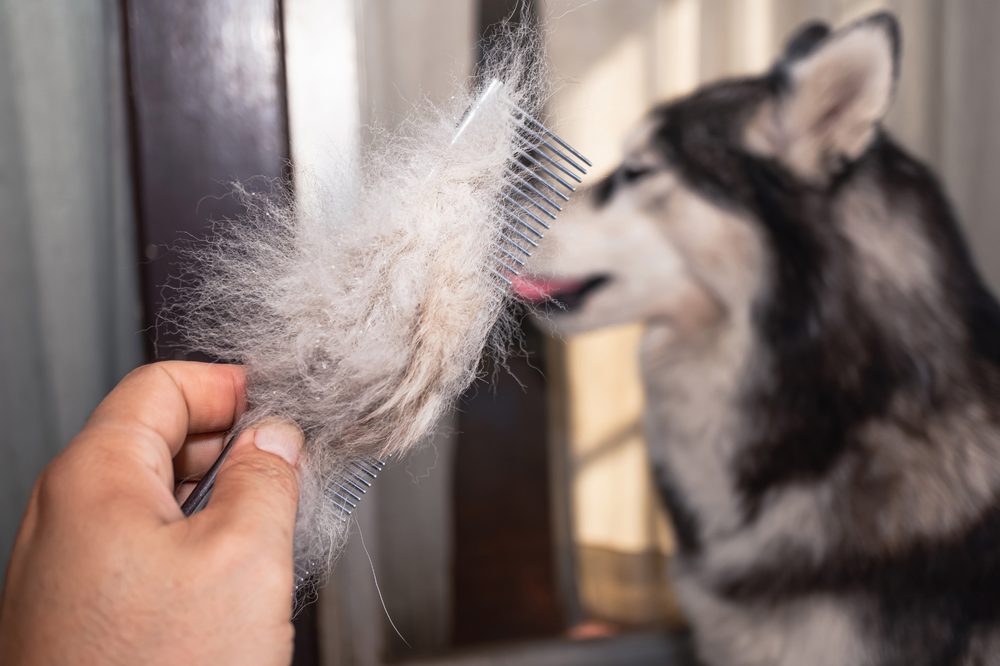 Subpelo suelto sacado de un pelaje doble con un cepillo
