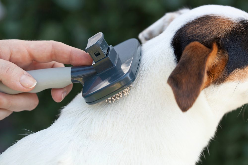 Un rastrillo para subpelo sacando pelo suelto del pelaje de un perro