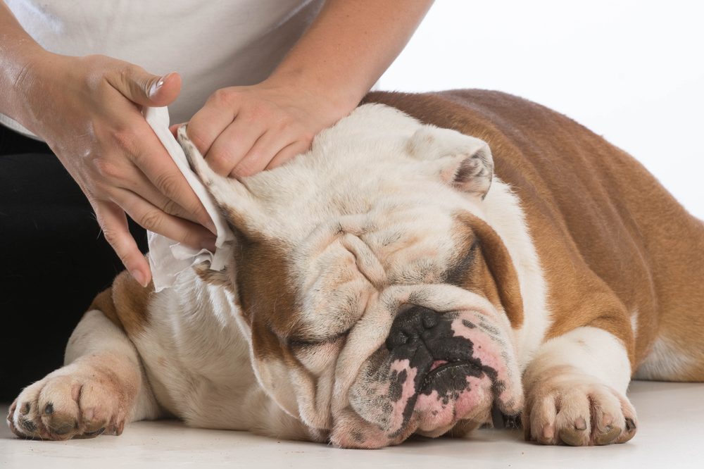 Uma limpeza suave de orelhas em um cão descansando