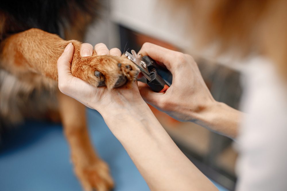 Lixamento de unhas com dremel na pata de um cão