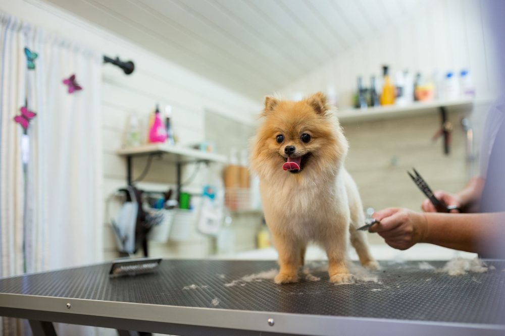Un Pomerania de pie sobre la mesa de peluquería mientras lo recortan