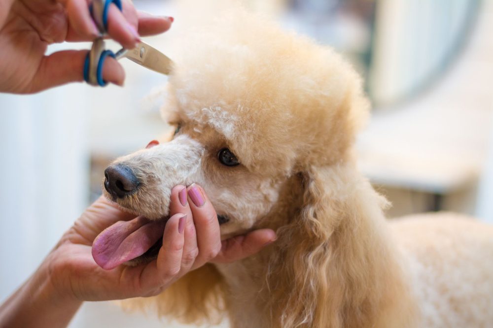 Acabado cuidadoso con tijera en un perro de pelo rizado