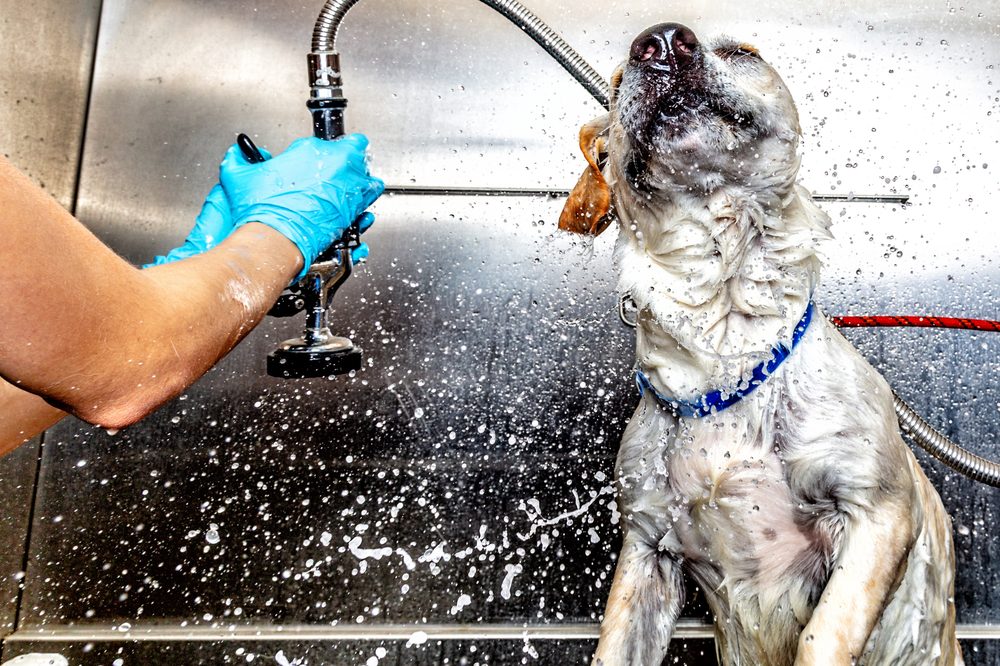 Um cão sendo enxaguado na banheira depois de um banho medicado
