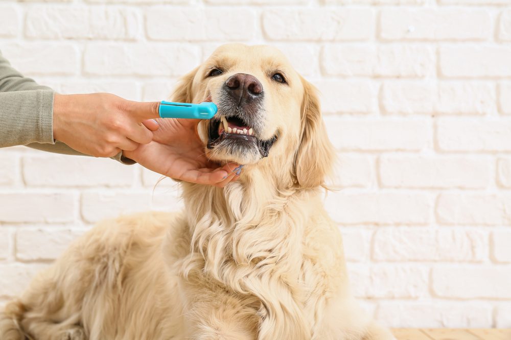 Escovação de dentes em um Golden Retriever calmo