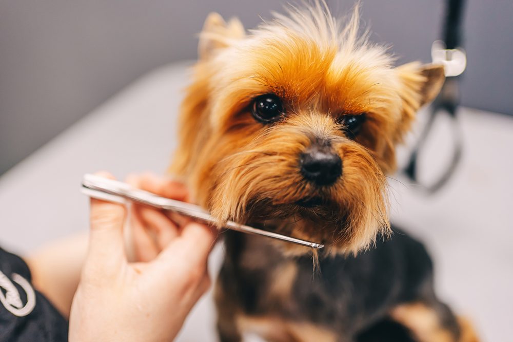 Trabalho de tesoura no rosto de um Yorkshire Terrier durante um banho e tosa completo